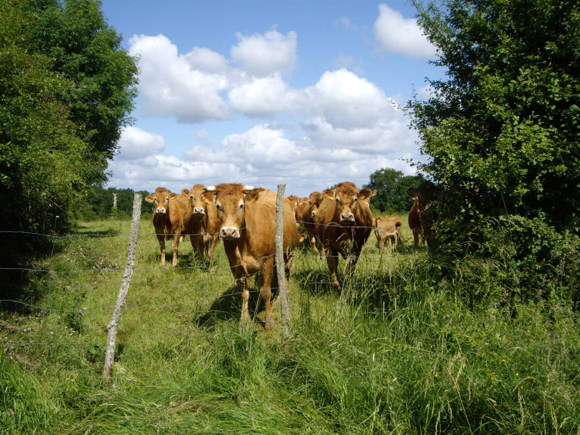 Pré vache