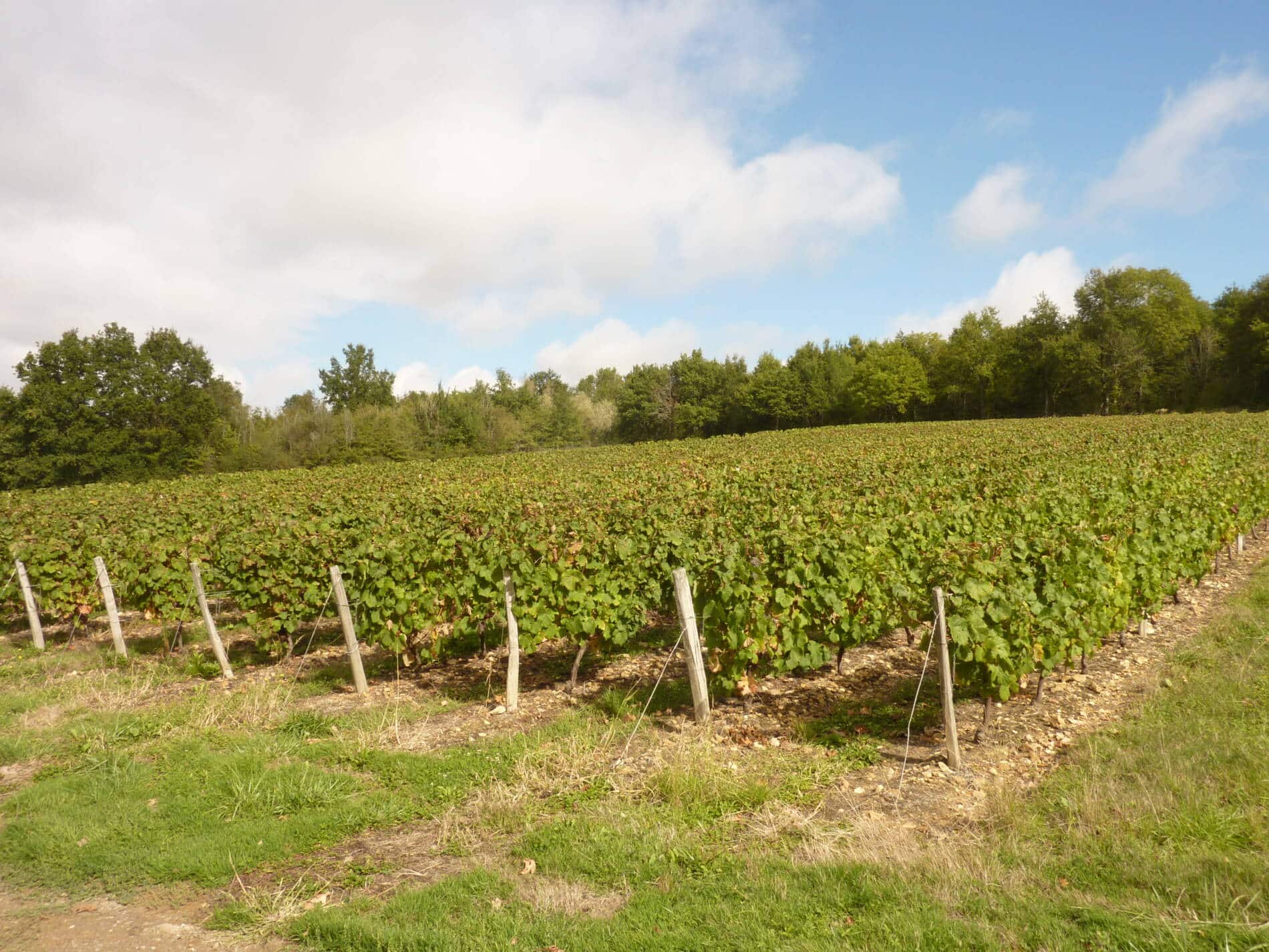 Le Menoux - vignes